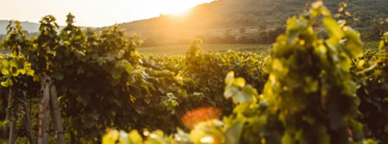 the-sun-is-setting-over-a-vineyard-with-vines.jpg the sun is setting over a vineyard with vines